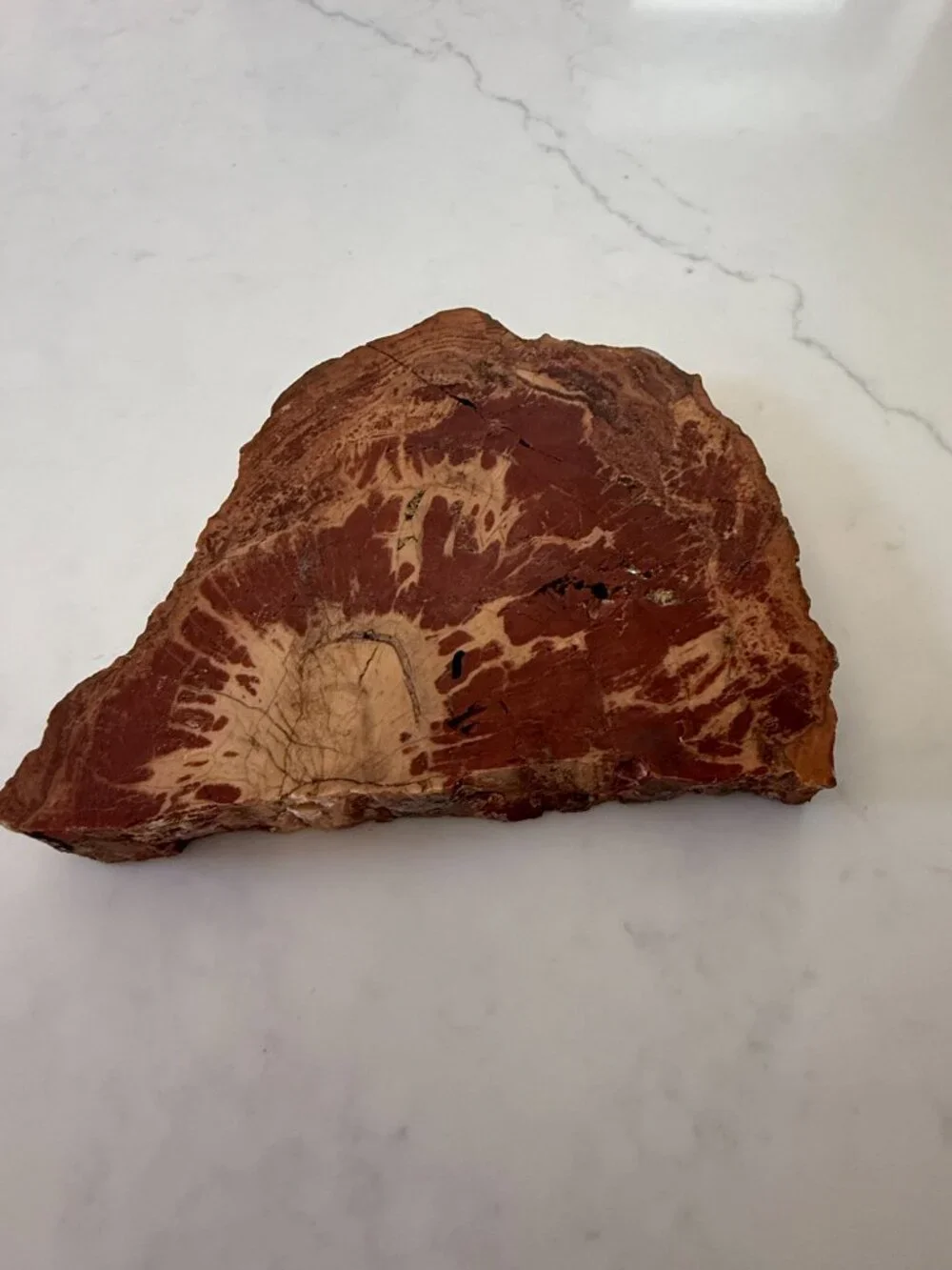 Petrified Wood Slab - 4lbs